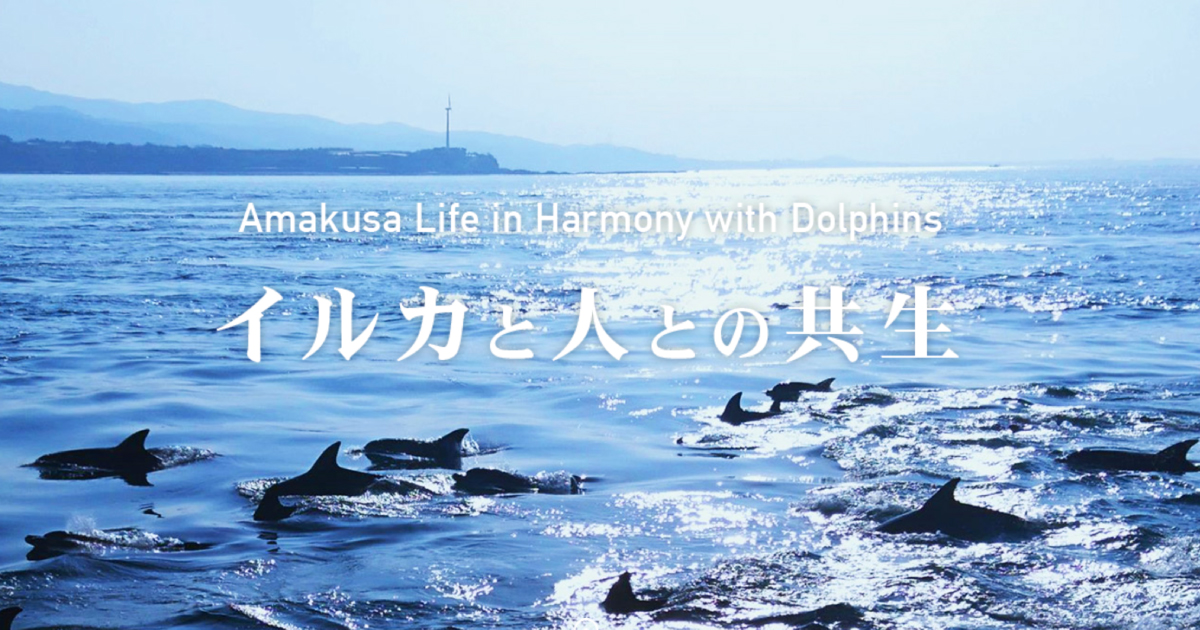 イルカウォッチングから始まる天草市のイルカと人とが共存できる環境